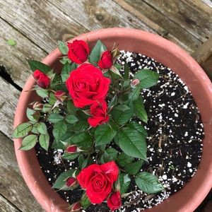 Meet your Posher, Ruchi